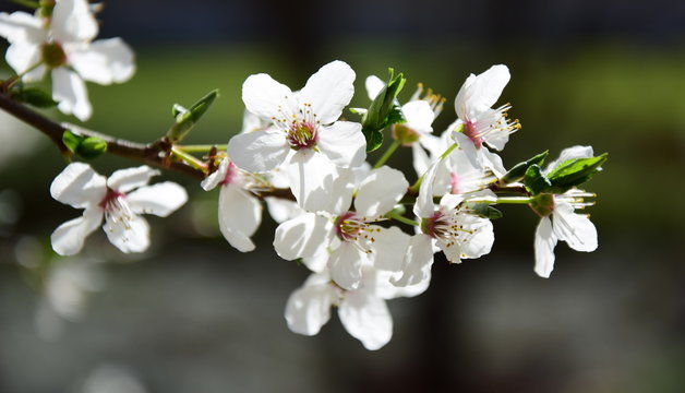 Kirschblüten - Blütentraum