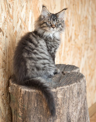 Maine Coon kitten