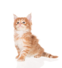 Maine Coon kitten