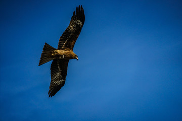大空を羽ばたく鳶