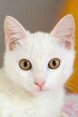 Portrait of Pure White Cat front view