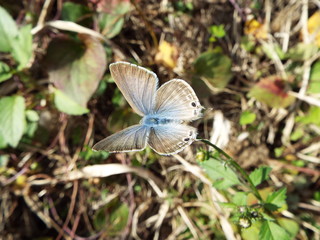 ツバメシジミ blue