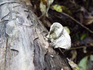 キノコ fungi