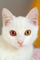 Portrait of Pure White Cat front view