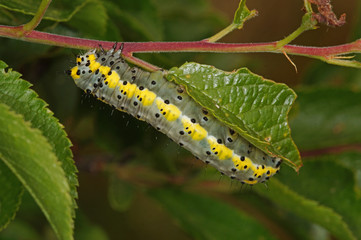 Diloba caeruleocephala (LINNAEUS, 1758) Blaukopf , Raupe DE, RLP, Kröv, Mosel 23.05.2015