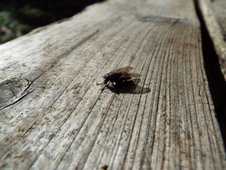 ハエ fly