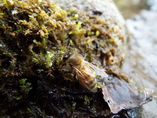 ミツバチ bee
