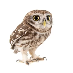 Gordijnen Little Owl, Athene noctua, isolated on white background. © Tatiana