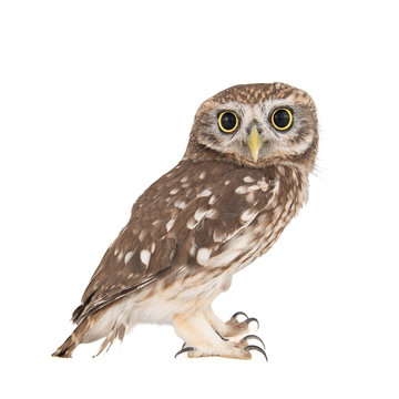 Little Owl, Athene noctua, isolated on white background. © Tatiana