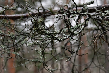 branches of a tree