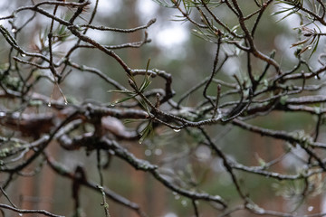 branches of a tree