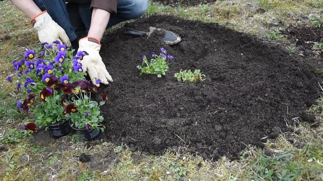 Gardener planting flowers in the garden