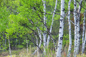 春の白樺並木