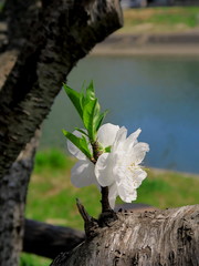 放水路脇に咲く白い花桃の花