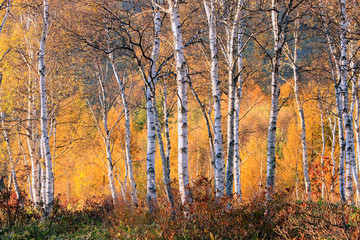 Fototapeta premium 秋の高原