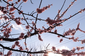 branches of tree