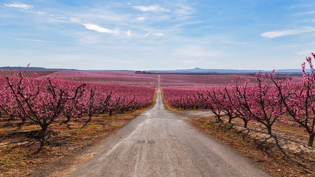 Peach Trees in Early Spring Blooming in Aitona, Catalonia