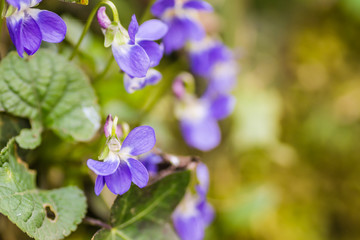 Fototapeta na wymiar Beautiful blooming violet flowers