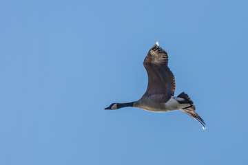 Canada Goose in Flight