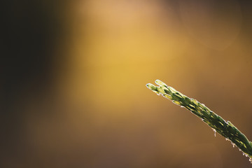 Beautiful Paddy rice in the field with sunset.