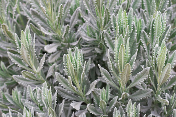 Southern plant 