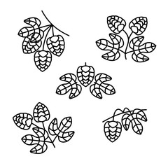 Hop set. Collection icon hops. Vector
