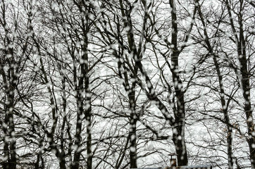 Rainy day: trees outside the window.