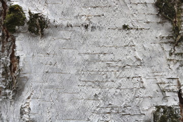 pattern of birch bark with black birch stripes on white birch bark and with wooden birch bark texture