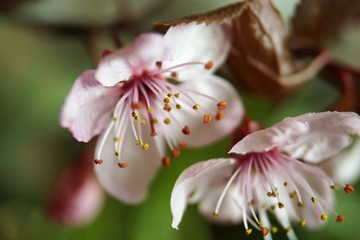 Nahaufnahme einer Blüte einer Blutpflaume