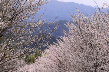 春の桜風景