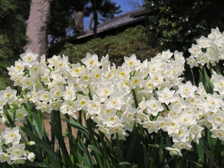 神社に咲く水仙の花