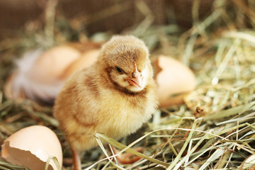 Farming. Image of little chicken on hay © andiafaith