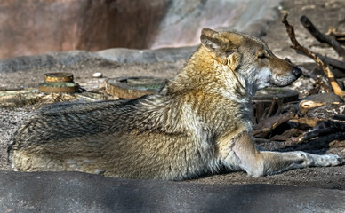 Grey wolf on the rock. Latin name - Canis lupus
