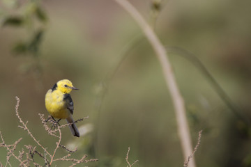 Citrine Wagtail in Breeding Plumage 