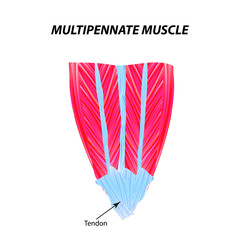 The structure of skeletal muscle. Multipennate muscle. Tendon. Infographics. illustration on isolated background.