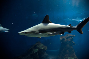 Silhouette of shark in water