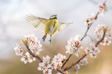 Der Singvogel Blaumeise an einer blühenden Blutpflaume zeigt, dass endlich Frühling ist	