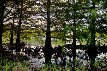 Cypress trees reflect in a dark soluthern swampl
