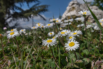 Primavera - Margherite