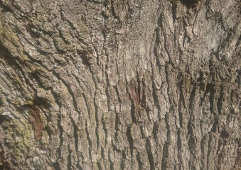 bark of a tree