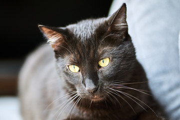Portrait of a young European cat with black hair