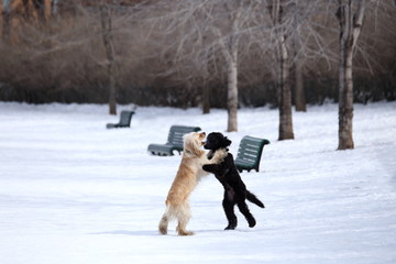 Beige and black dog standing with paws on each other’s shoulders roughhousing in the snow in dog...