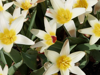 Fototapeta na wymiar Seerosen-Tulpe. Dekorative Sternblumen, Gelb, cremeweiß und rot geflammt. Tulipa kaufmanniana 'Wildart'