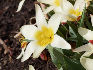 Obraz premium Seerosen-Tulpe. Dekorative Sternblumen, Gelb, cremeweiß und rot geflammt. Tulipa kaufmanniana 'Wildart'