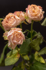 withered roses on a dark background