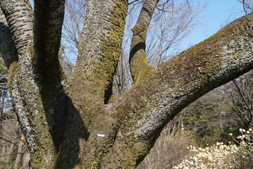 山桜の樹皮