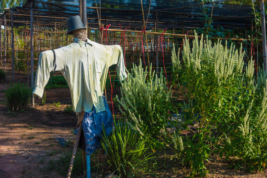 scarecrow wearing old worn out cloths by the garden of coriander