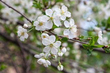 Cherry blossoms. Spring.