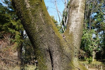 イヌザクラの樹皮