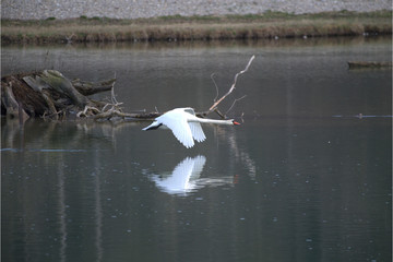 Höckerschwan beim Fliegen